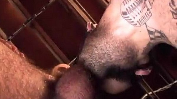 Nasty Cum Pigs 