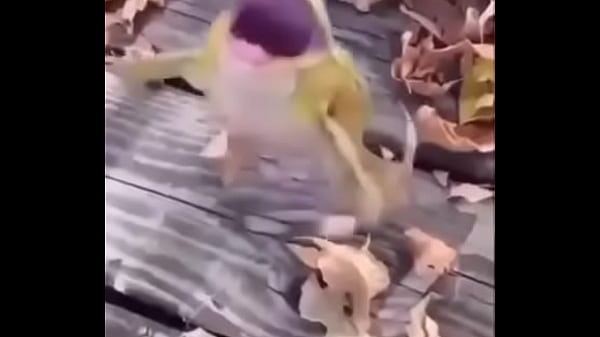 Sapo safado dando mortal 