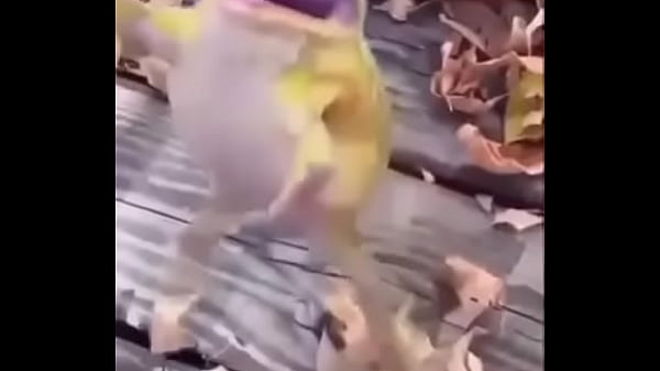 Sapo safado dando mortal 