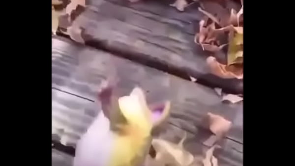 Sapo safado dando mortal 