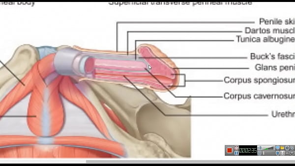 Increase penis keeping pc muscle contracted