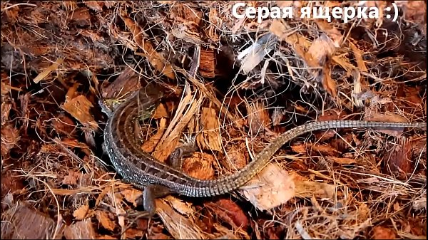 Nonton &eth;&iexcl;&eth;&micro;&ntilde;&euro;&eth;&deg;&ntilde; &ntilde;&ntilde;&permil;&eth;&micro;&ntilde;&euro;&eth;&cedil;&ntilde;&dagger;&eth;&deg; Y24 thumbnail