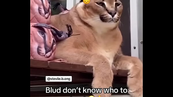 Nonton Novinho ️️️ thumbnail