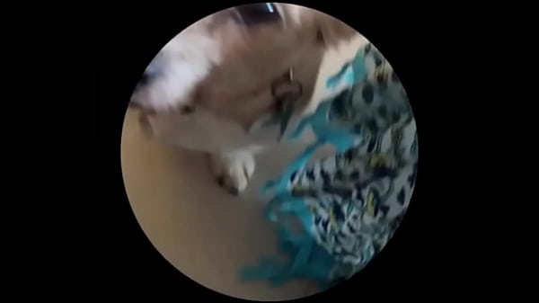 Even tbe senior dog getting on this trend #pedropedropedro 