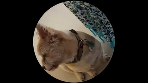 Even tbe senior dog getting on this trend #pedropedropedro 