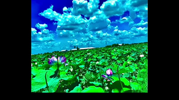 ចូលចិត្ត 