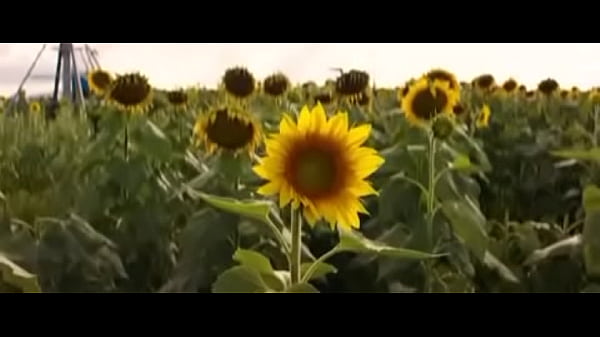 Nonton No1network thumbnail