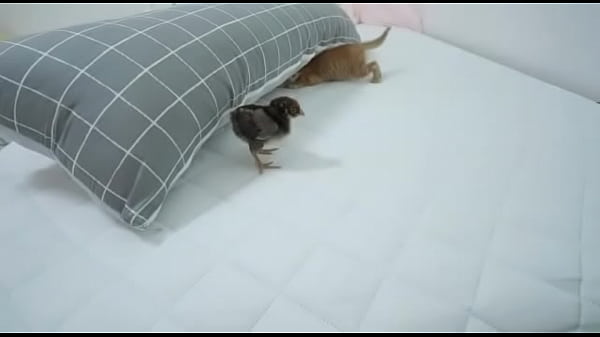 Gatinha com_medo de_um pinto