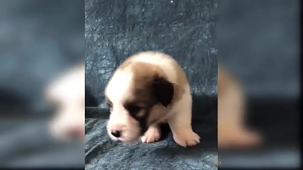 Puppy compilation 92 