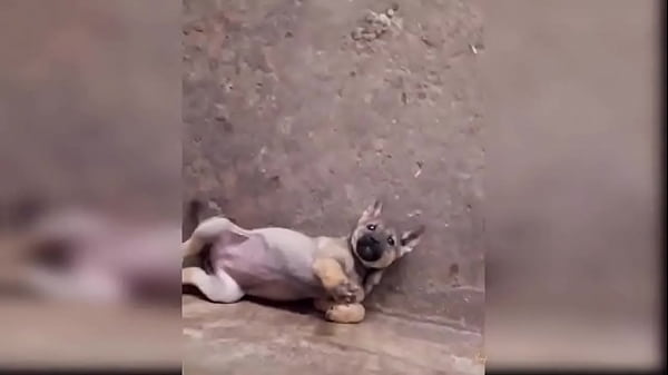 Puppy compilation 92