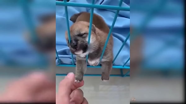 Puppy compilation 92