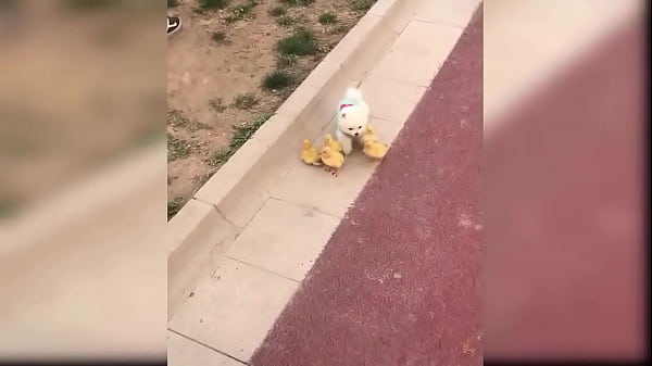 Puppy compilation 92