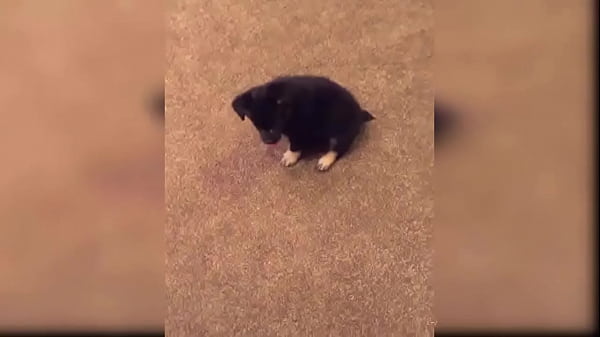 Puppy compilation 92 