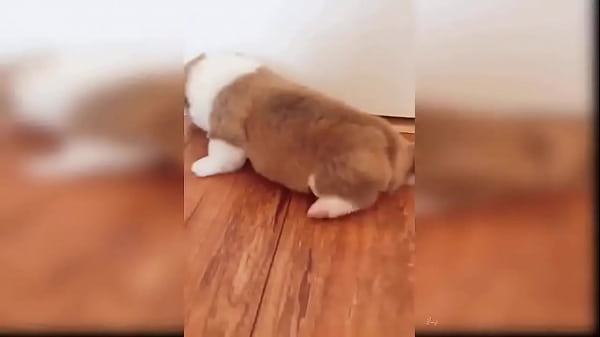 Puppy compilation 92