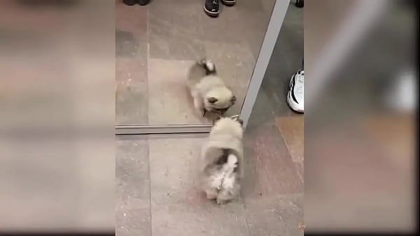 Baby DogsCute Dog VideosCompilation