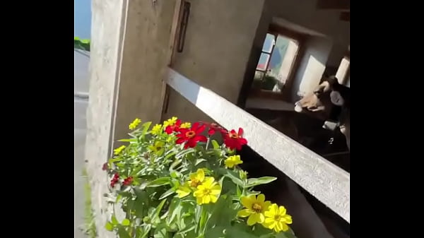 Fancy house with a sweet cow inside what&rsquo;s the most unexpected thing you&rsquo;ve found indoors #unexpectedfind # 