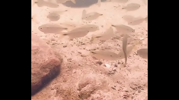 Pezinhos com peixinhos 