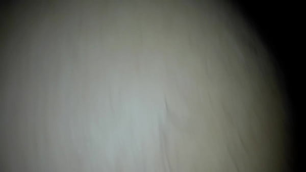 Pasiva aguanta vara de chacal