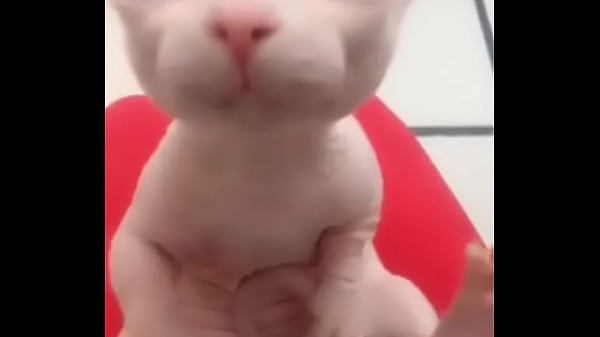 V&iacute_deo de verifica&ccedil_&atilde_o