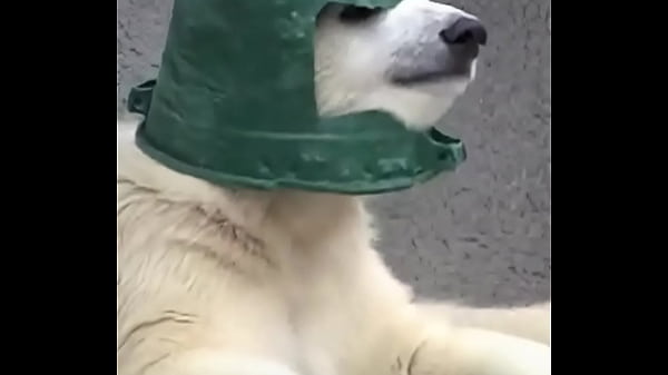验证视频