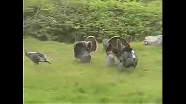 be thankful for good_pr0n