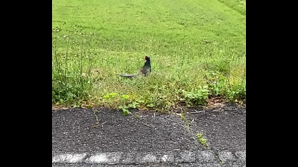 Nonton 賢者タイム thumbnail