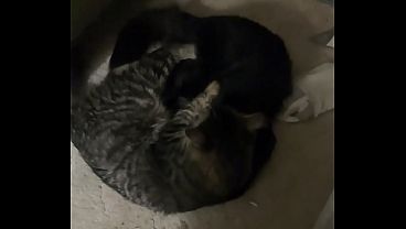 Verification video