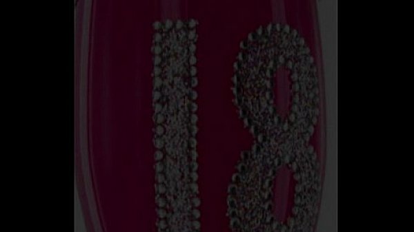 Nonton Lesbian Love Buffet, It's Fine Qan Taqe To Go Or Lounj On Our Wet Qam thumbnail