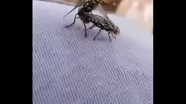 Play MP4 - EL MEJOR SEXO QUE VERAS HOY