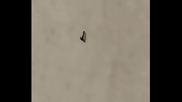 Panam&aacute; thumbnail