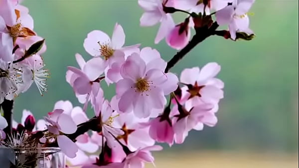 Nonton Encanador E Puta'")?'") Shopping Centerna Avenida Paulista? thumbnail