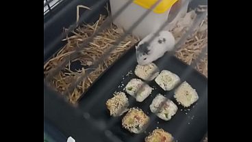 Nonton Hamster Eating Sushi thumbnail