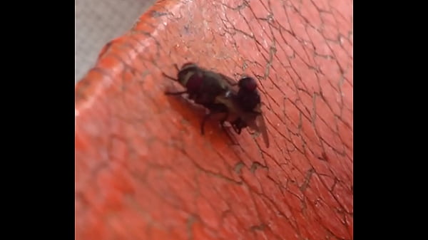 Nonton Moscas Fodendo Gostoso thumbnail