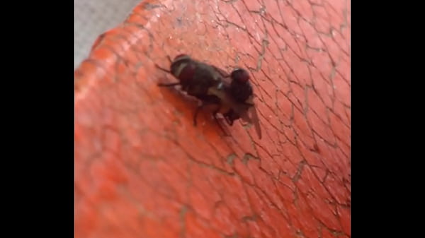 Moscas fodendo gostoso 