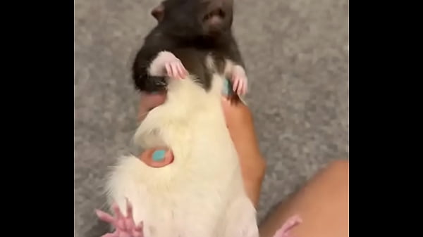 Nonton Colby This Rat Is So Of Personality I Love Him So Much? He&rsquo;s Such A Good Rodent! thumbnail
