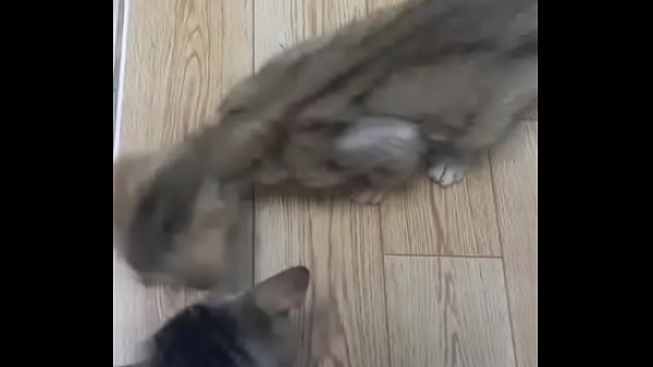 Video x&aacute_c minh