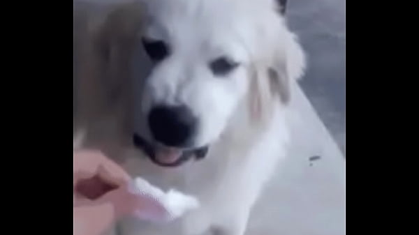 验证视频
