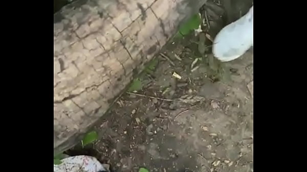 Play MP4 - Feeding in the park