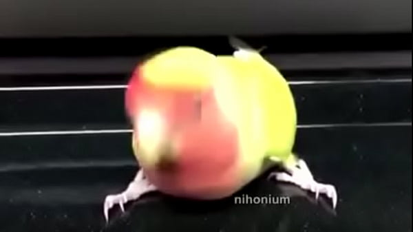 Birb Trap - Nihonium