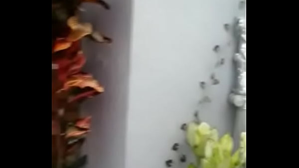 Nonton Comiendo Una Rubia Prepago thumbnail