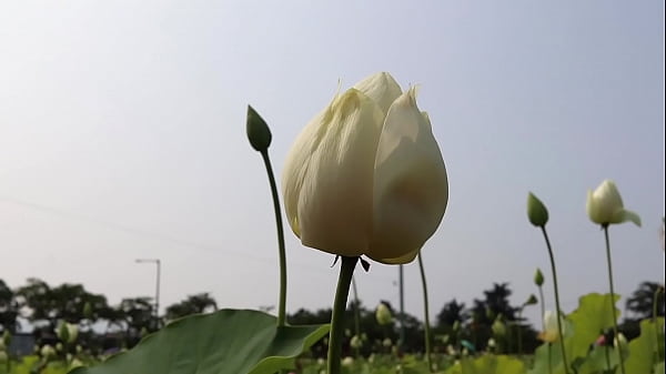 Como crear el mejor_equipo para hacerporno - By Cristian Cipriani