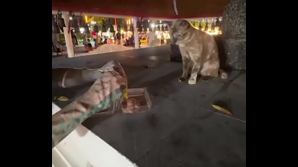Nothing To See Here - Not A Crazy Cat Lady Feeding Stray Cats In Thailand :d thumbnail