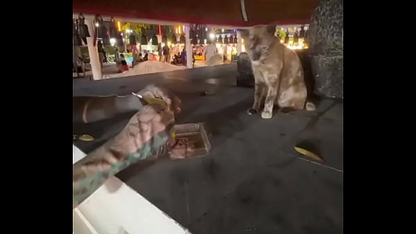 Play MP4 - Nothing to see here - not a crazy cat lady feeding stray cats in Thailand &colon;D