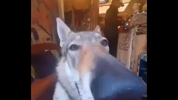 Perro Meme thumbnail