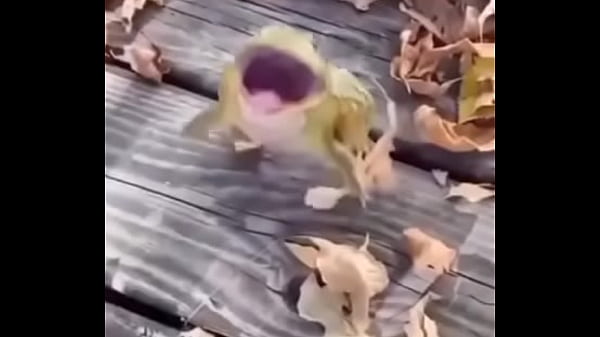 SAPO HIJO DE PUTA COJE COMO UN TORO 