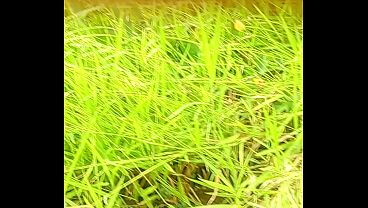 Nonton Rebolada Boa thumbnail