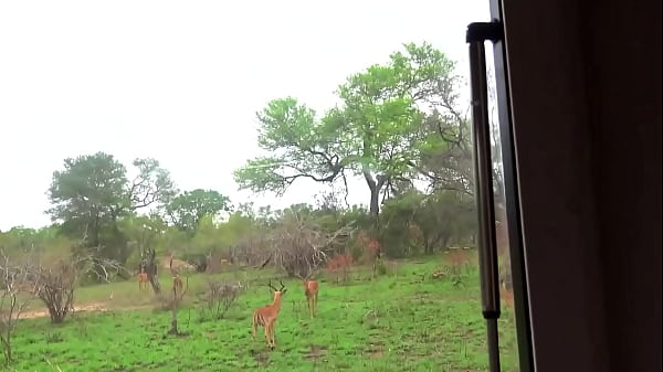 Nonton Big Booty Ebony Babe Bent Over & Pounded Pov Doggystyle By Bwc American thumbnail