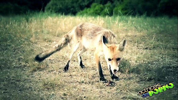 Play MP4 - LARA Y SU MINI La puta y la zorra