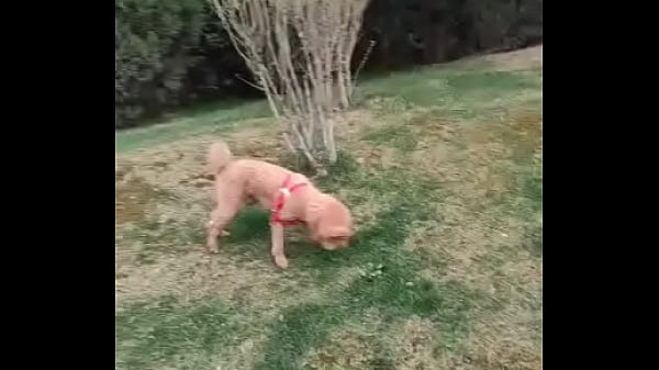 验证视频