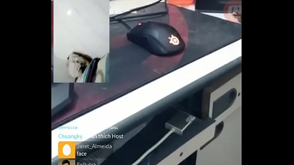 Play MP4 - Chim to phết